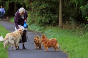 Senior walking dogs for extra income in retirement
