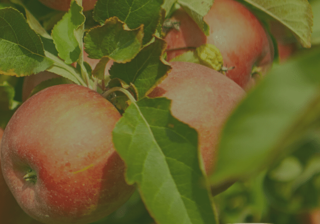 Fresh apples for picking at Downey’s Apple Farm as an Autumn Activity for Seniors.