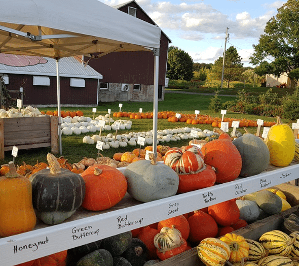 Gathering a variety of pumpkins with friends and family is a delightful activity.