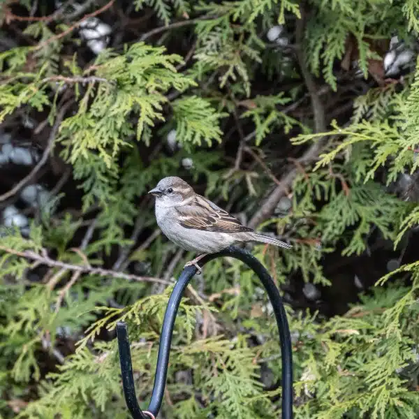 Beautiful Sparrow sitting on a metal stand in the park in Kitchener