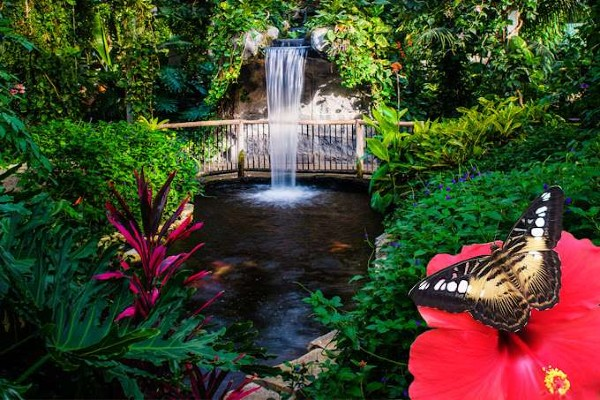 Butterfly Conservatory