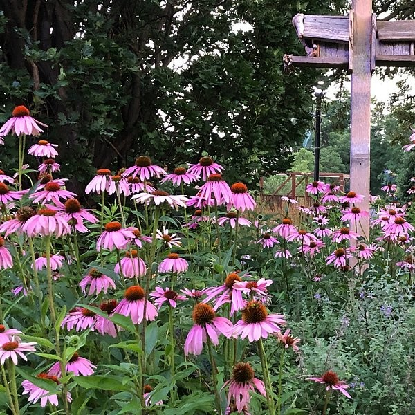 Cambridge Culture Garden